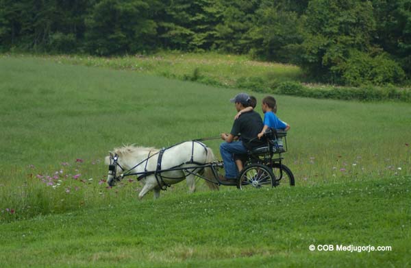 boys riding in pony carts