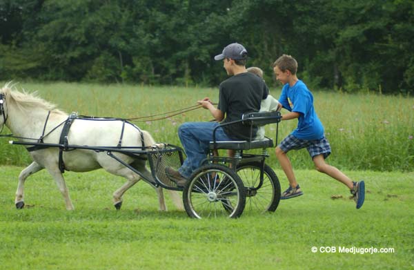 boys riding pony carts 