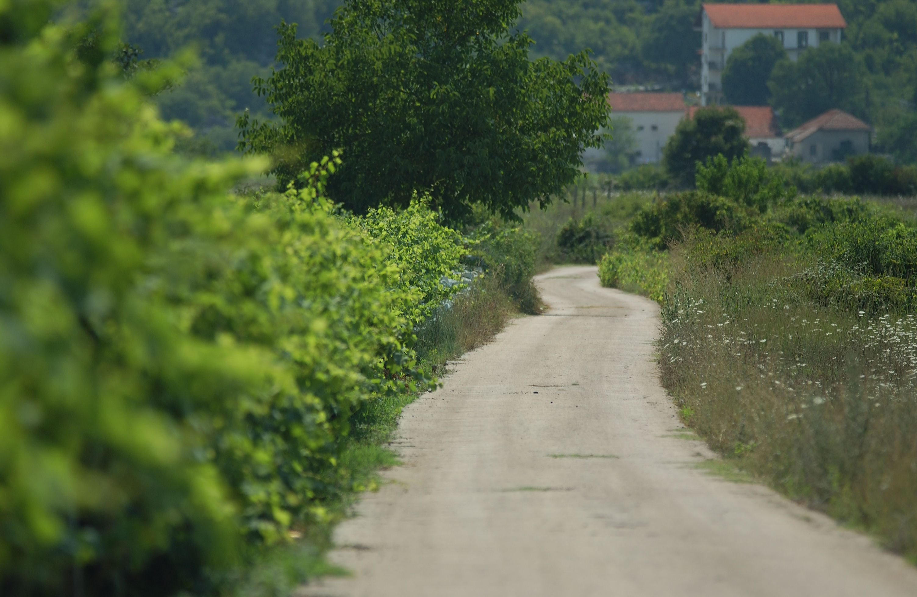 One of the many paths in Medjugorje