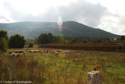 Sheep graze peacefully under a beautiful Medjugorje sky