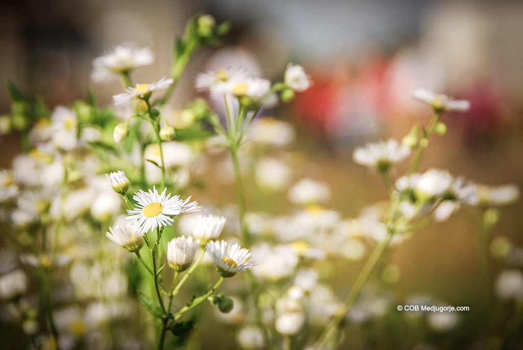 White flowers in Medjugorje