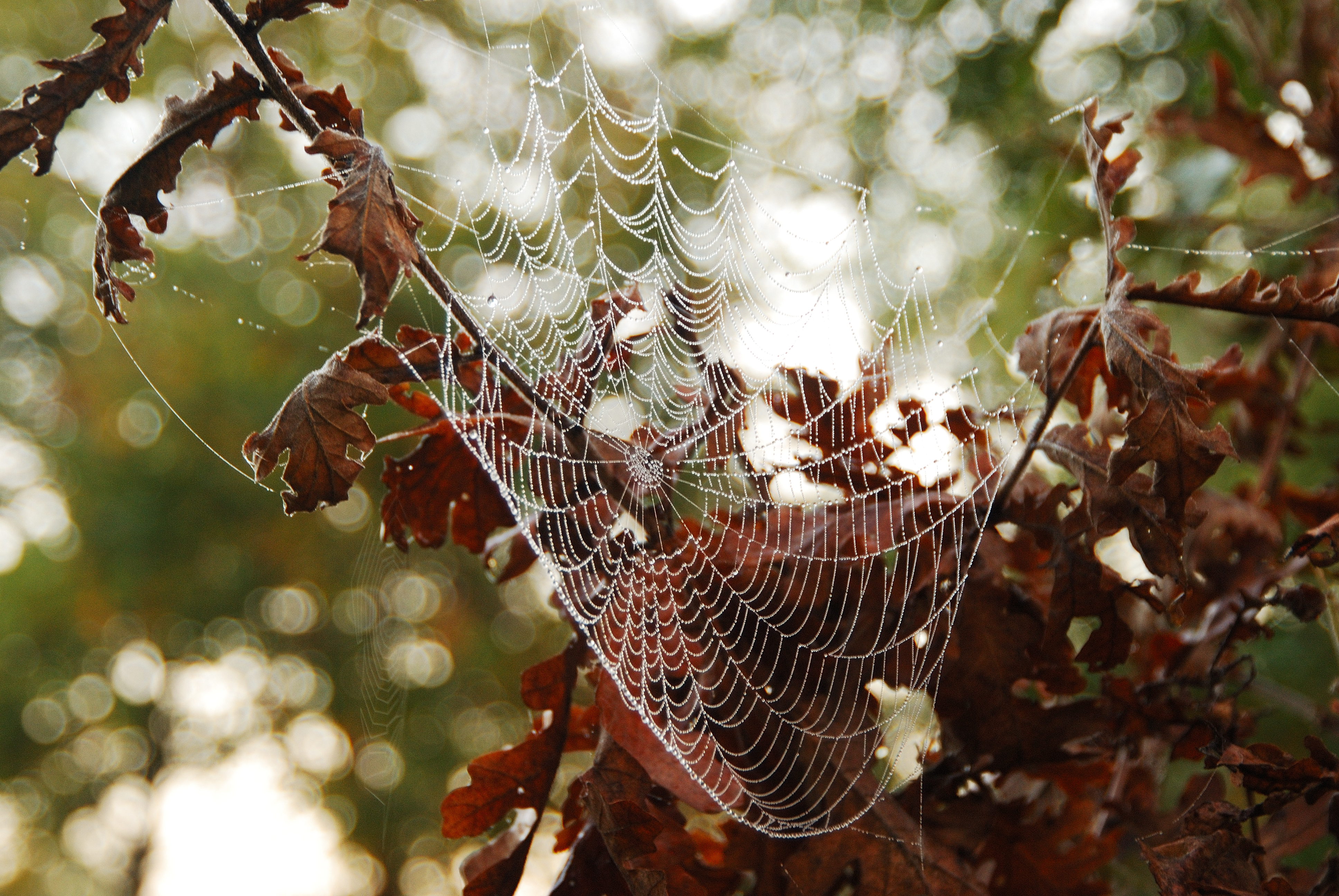 Spider web in Medjugorje vineyard