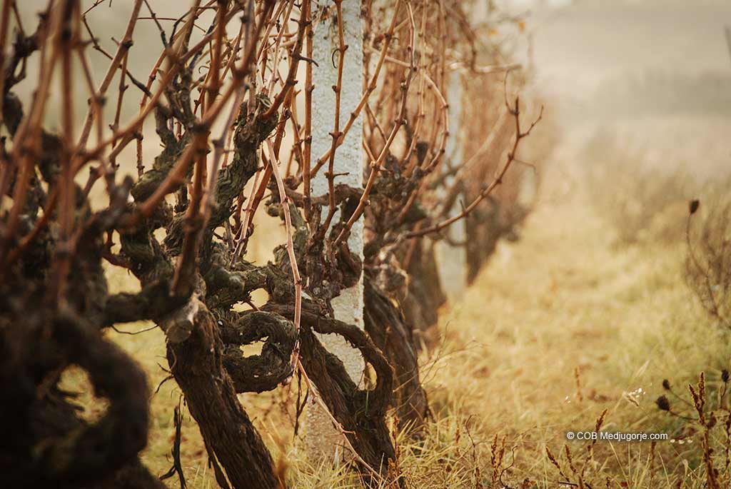 Dormant grape vines in Medjugorje
