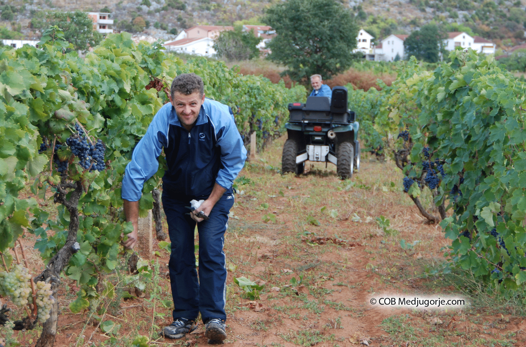 Villagers picking Grapes in Medjugorje