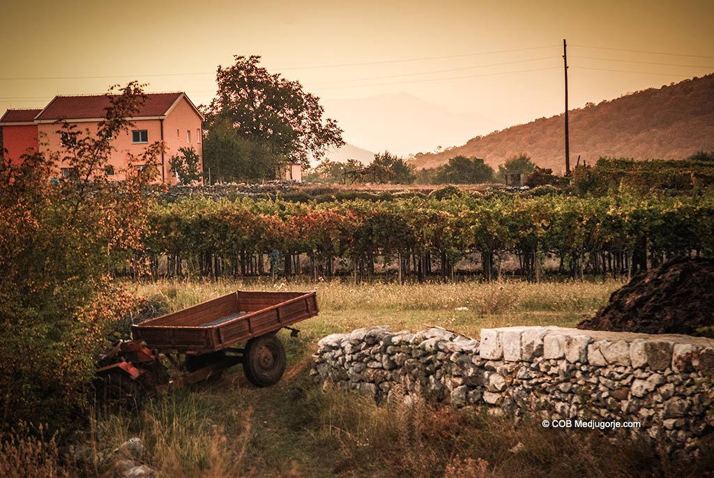Medjugorje, wagon with vineyards