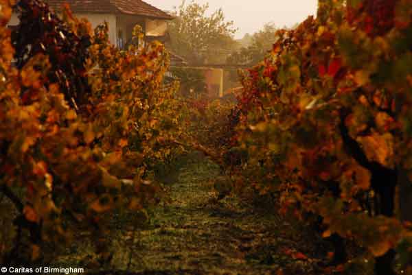 vineyards 