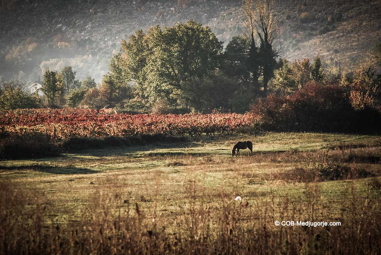A lone horse grazing in Medjugorje