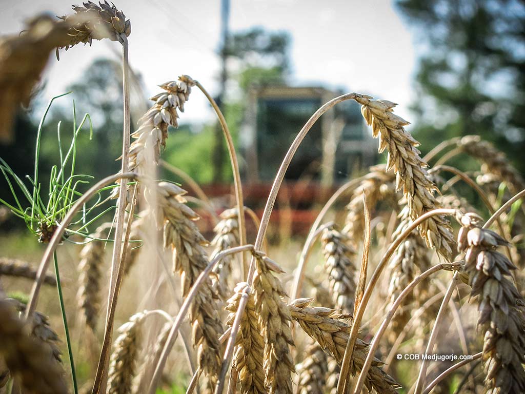 Harvesting wheat at Caritas