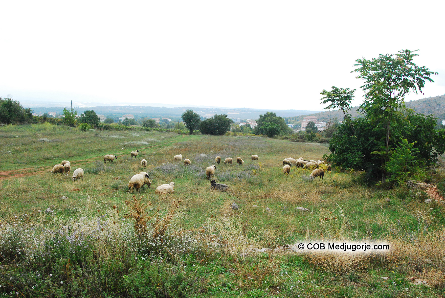  a flock of sheep grazing in Medjugorje