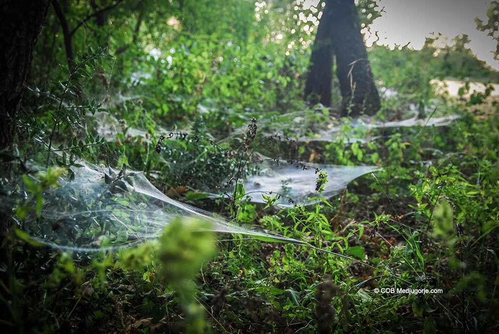 Spiderwebs on the ground in Medjugorje.