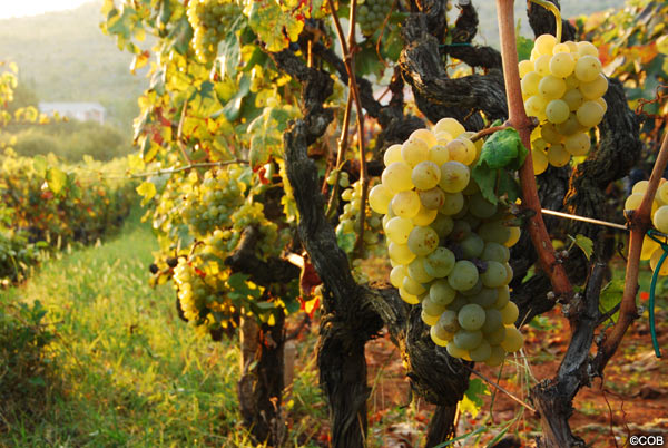 Vineyards in Medjugorje September 2010