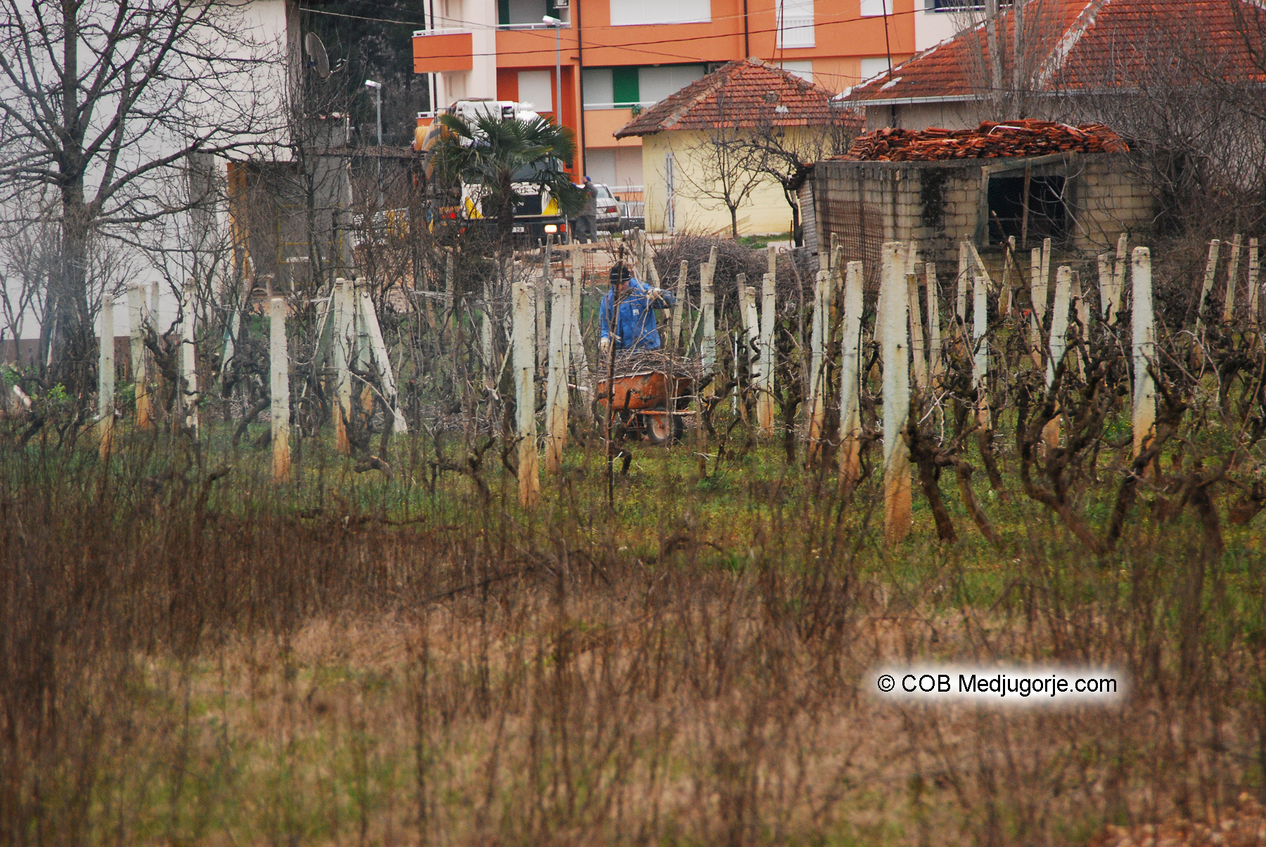 Villager working in the vineyard