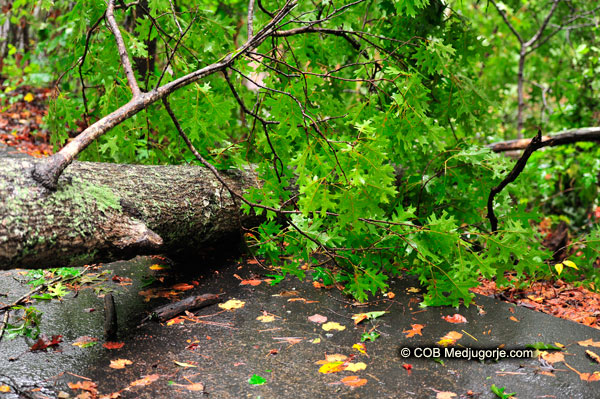 Fallen Tree September 6, 2011