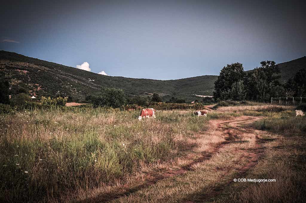 Cows graze off the path in Medjugorje
