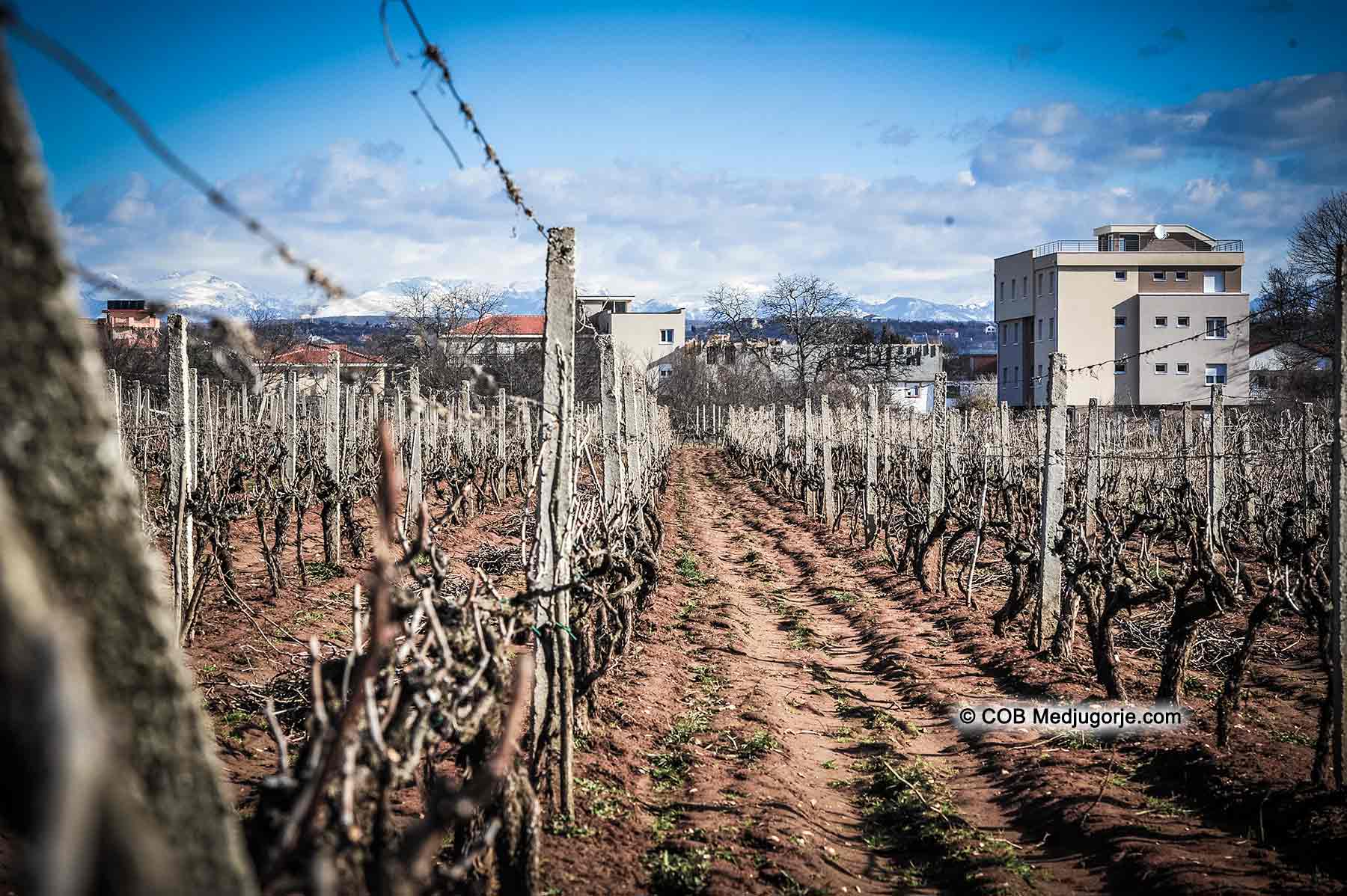 Barren Grape Vines in Medjugorje