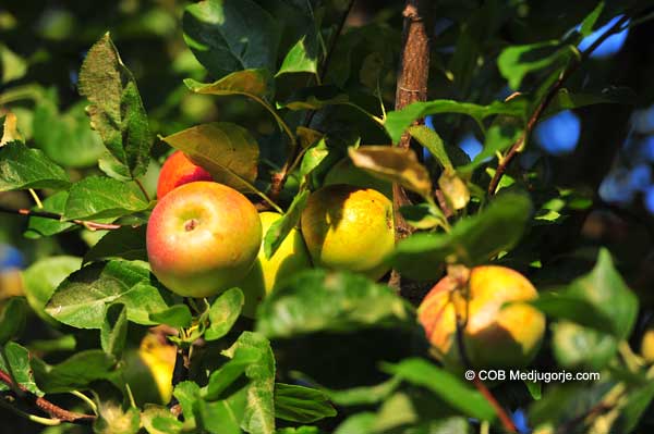 Apple trees fruiting in Medjugorje July 24, 2012 A.D.