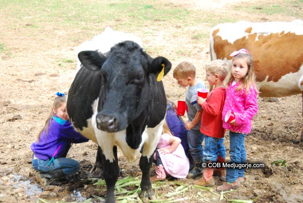 Caritas Kids and Cow