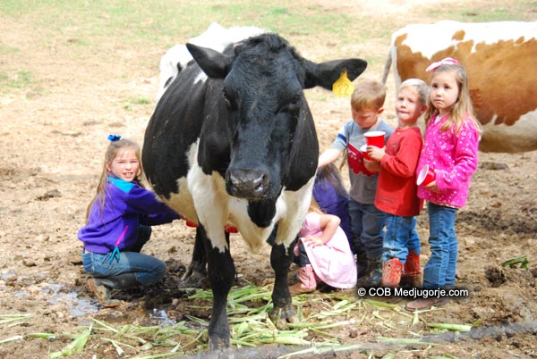 Caritas Kids and Cow