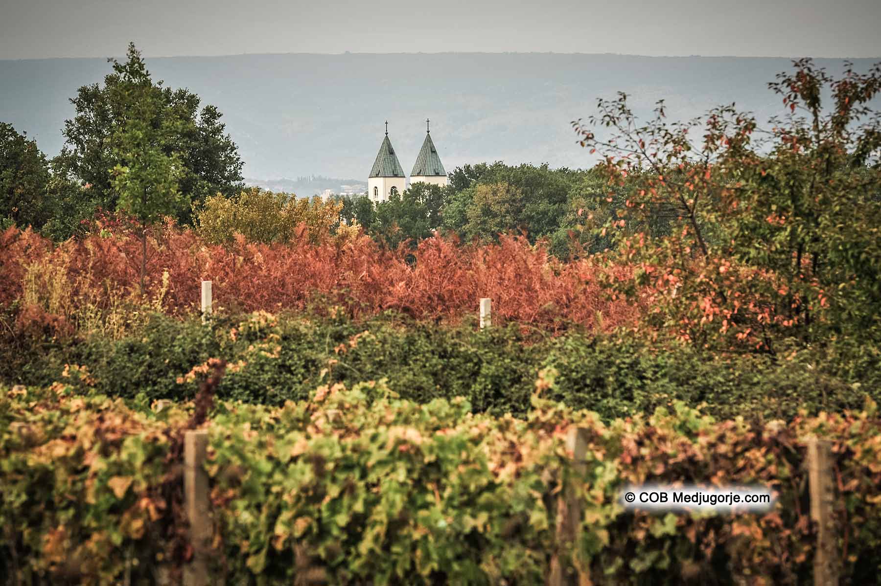 October 22, 2017, Medjugorje. Vineyards in Medjugorje, as they begin to die off for the season
