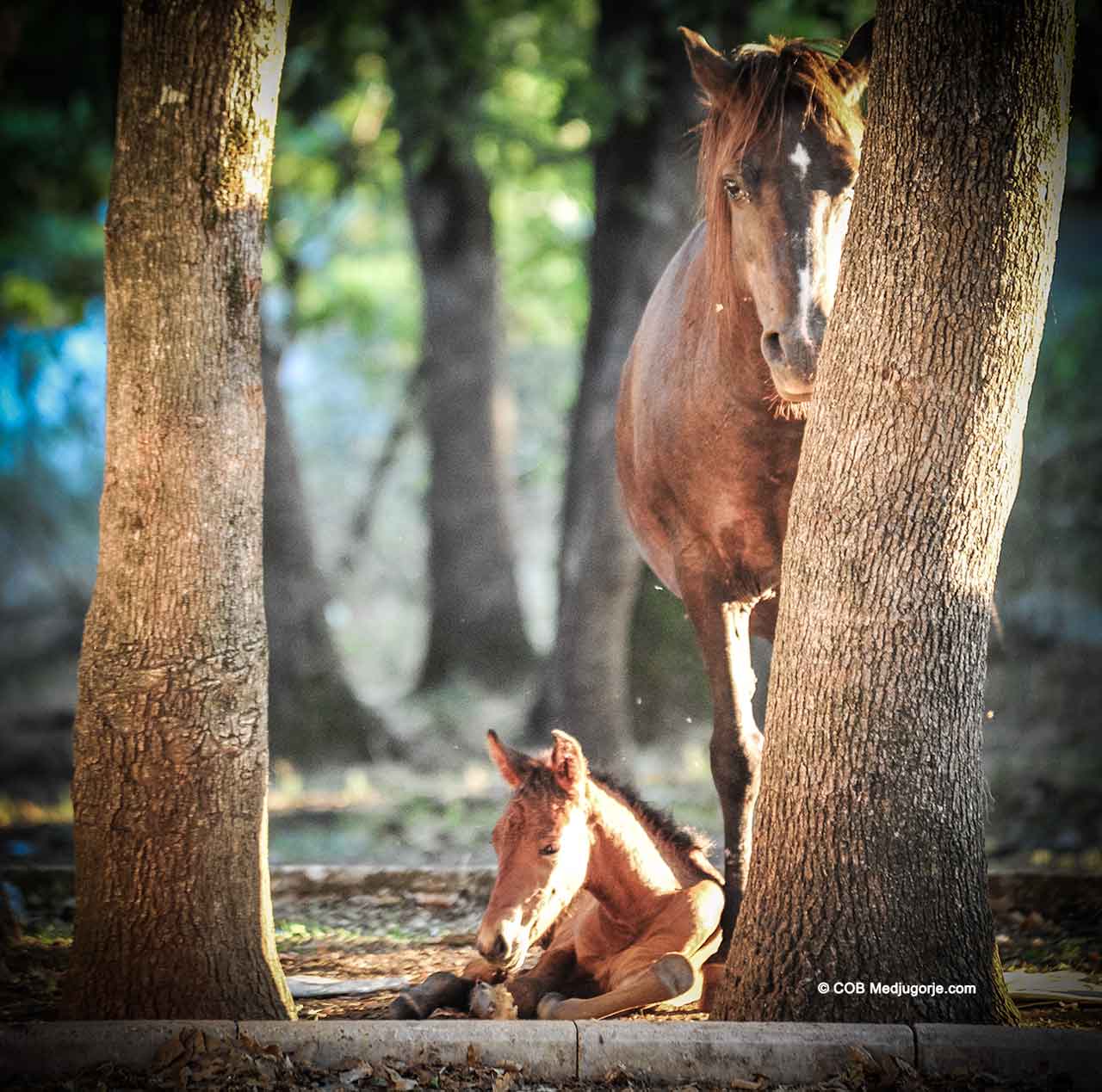 Mother horse with baby horse in Medjugorje