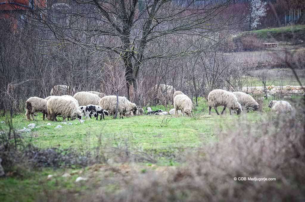Sheep graze in Medjugorje