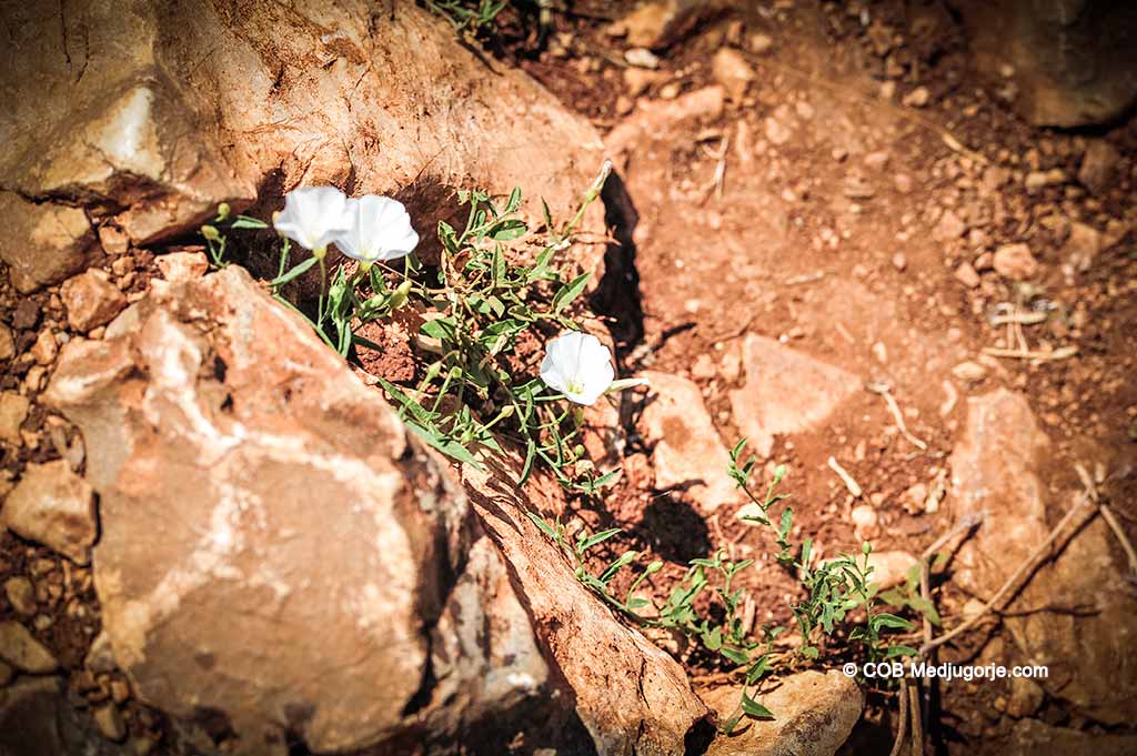 Flowers grow out of the path on Apparition Mountain in Medjugorje