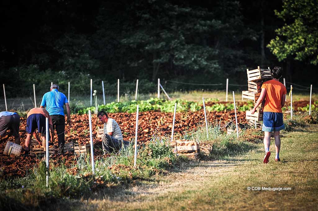 A family harvests potatoes in Medjugorje July 4, 2019