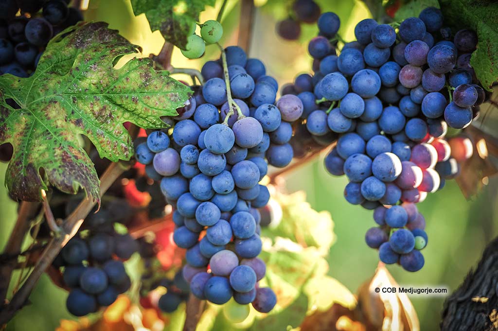 Grapes ready to be harvested in Medjugorje, August 19, 2019