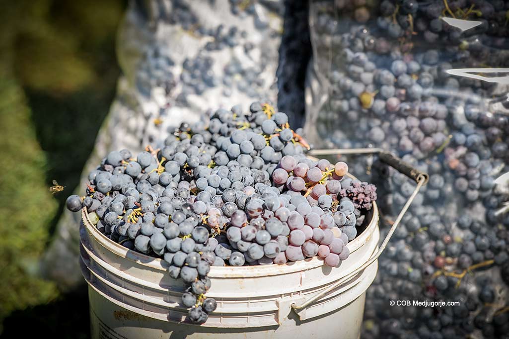Grapes ready to harvest in Medjugorje