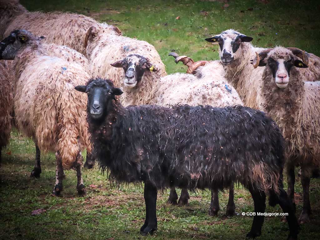 Sheep, grazing in Medjugorje