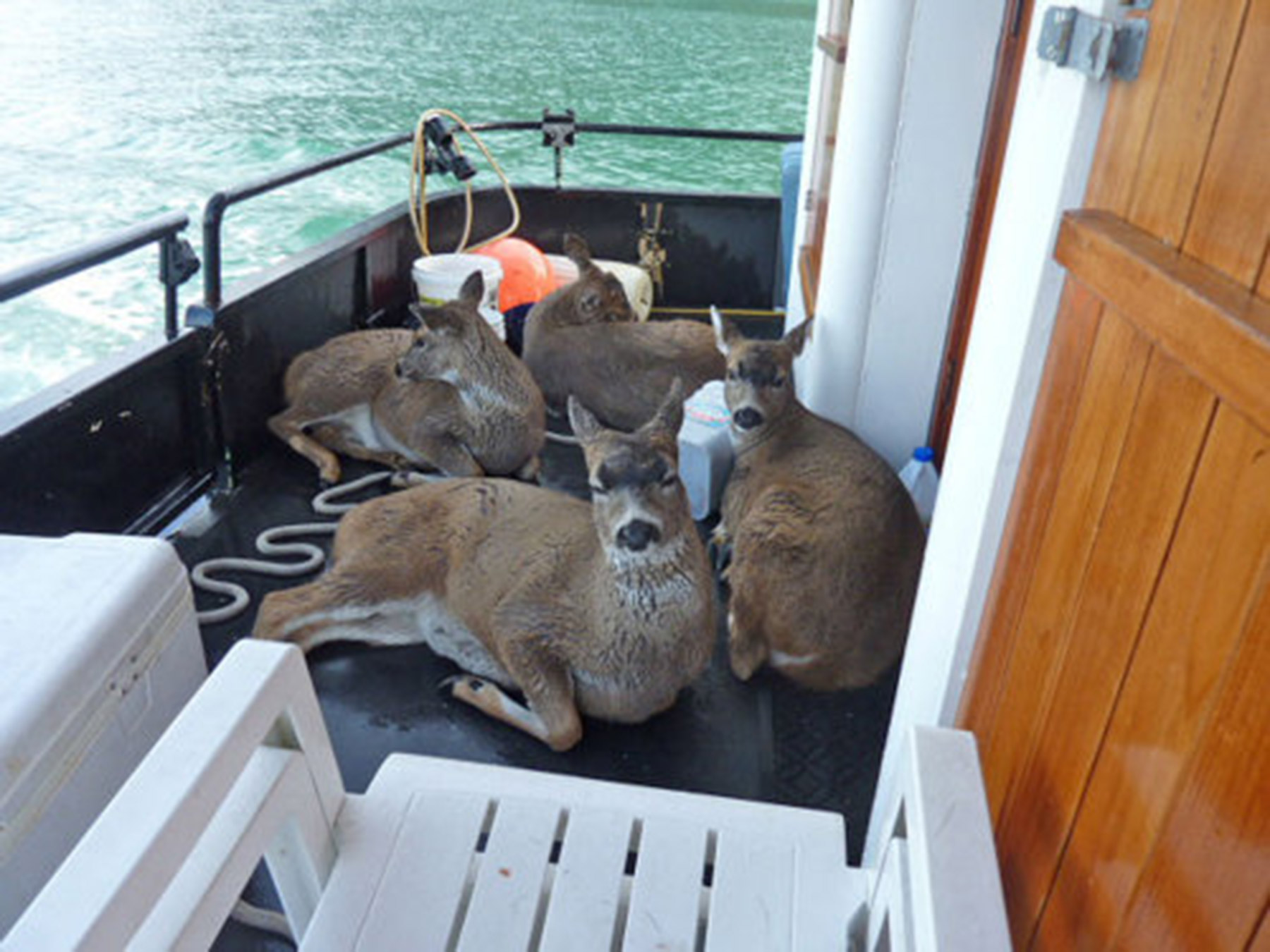 Rescued deer in the back of the boat