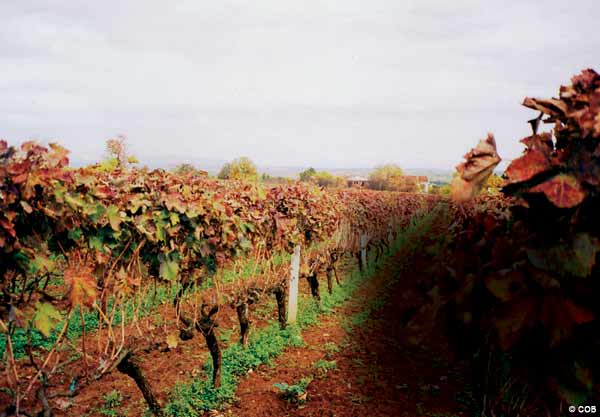 vineyards in medjugorje